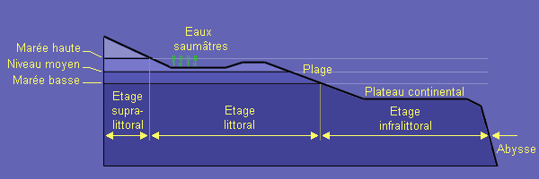 distribution verticale tempre