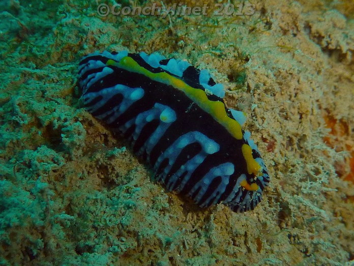 Fryeria marindica