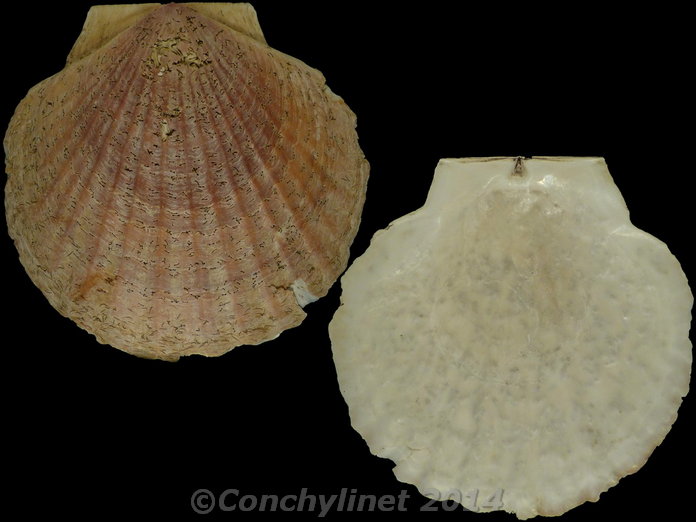 Pecten caurinus