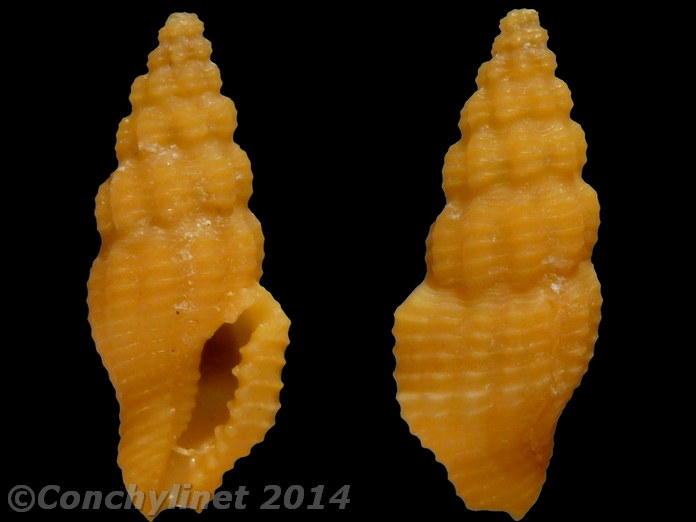 Lienardia vultuosa