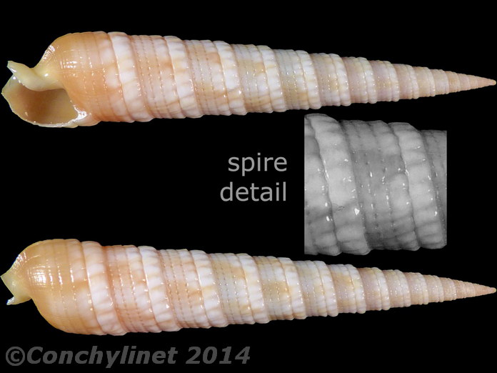 Terebra deshayesii