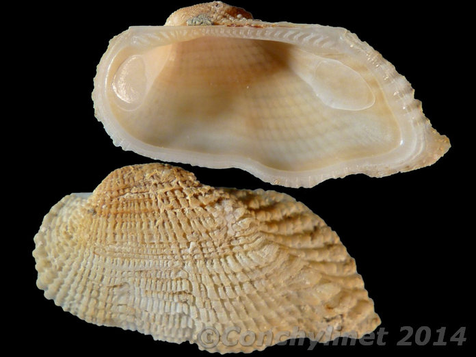 Acar plicata