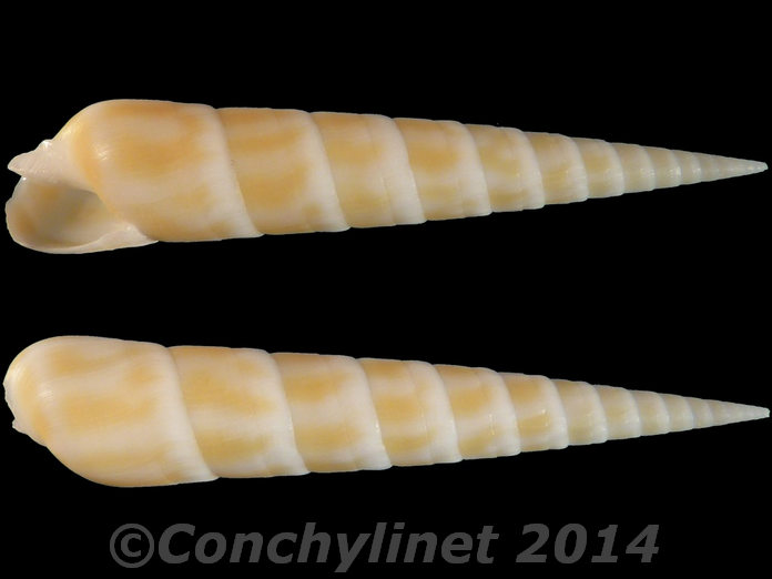Oxymeris consors