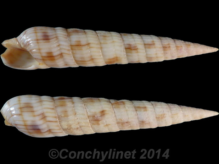 Myurella affinis