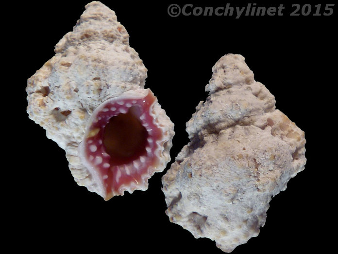 Bursa rhodostoma