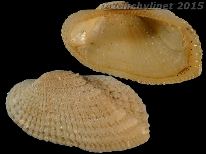Arcopsis afra