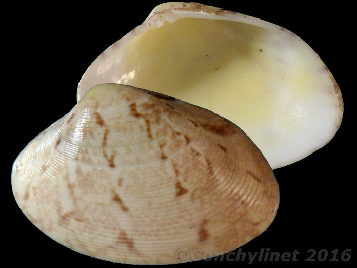Polititapes aureus