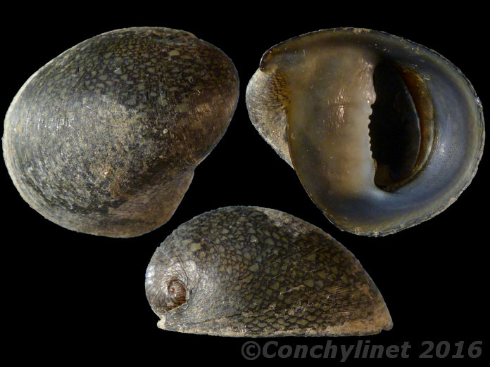 Neripteron simoni