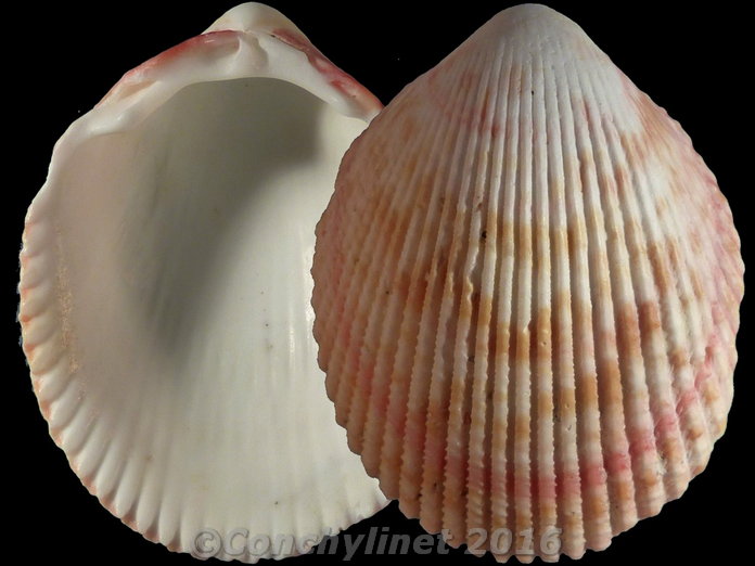 Vasticardium rubicundum