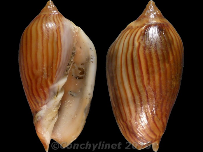 Amoria zebra