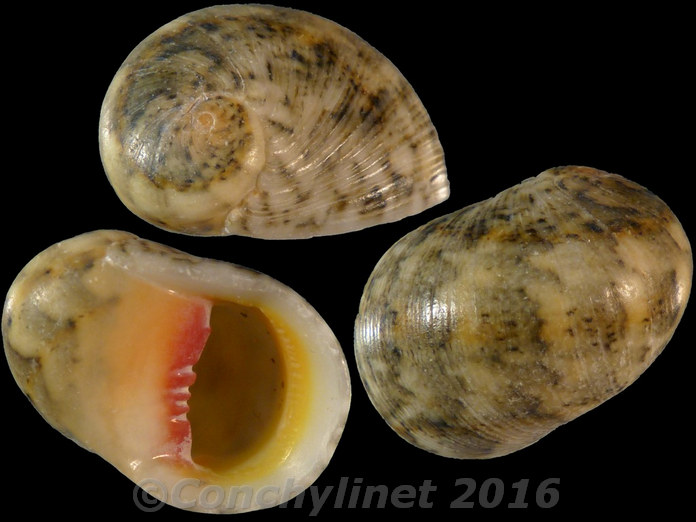Nerita polita erythrostoma