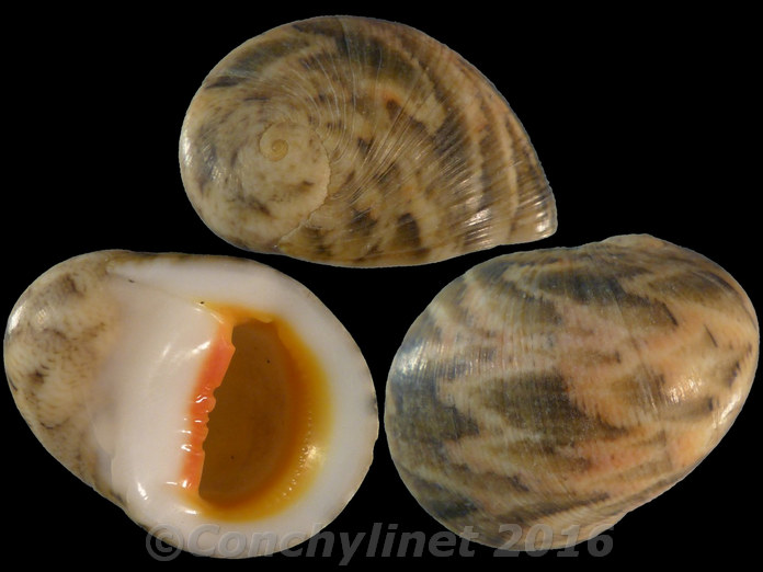 Nerita polita erythrostoma