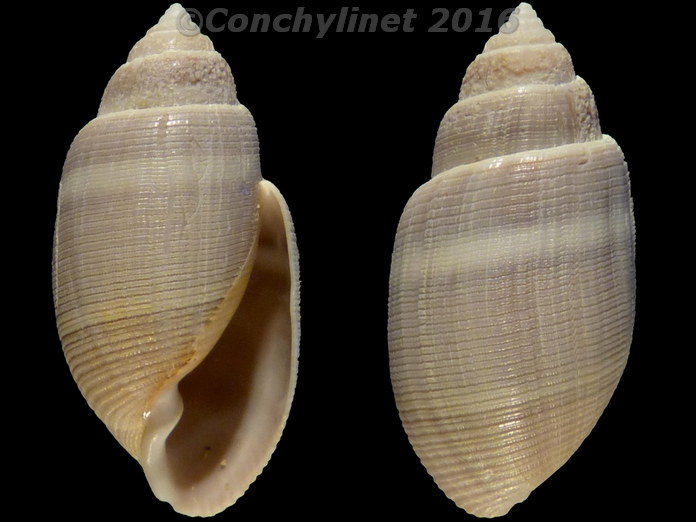 Acteon tornatilis