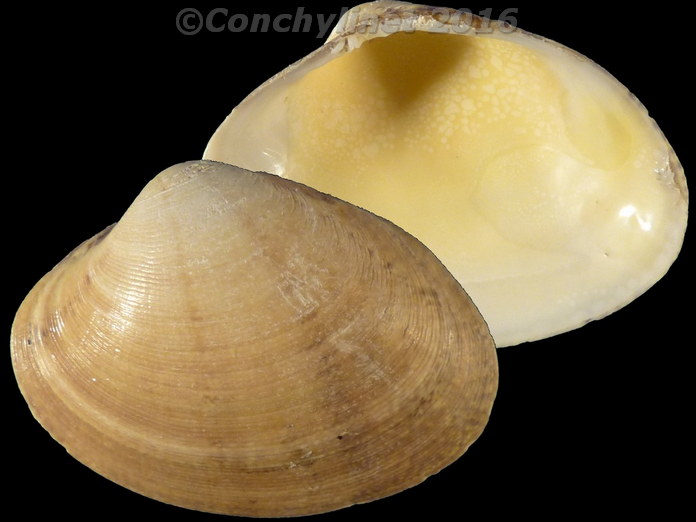 Polititapes aureus