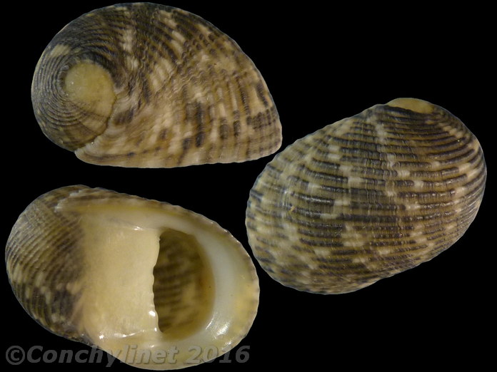 Nerita insculpta