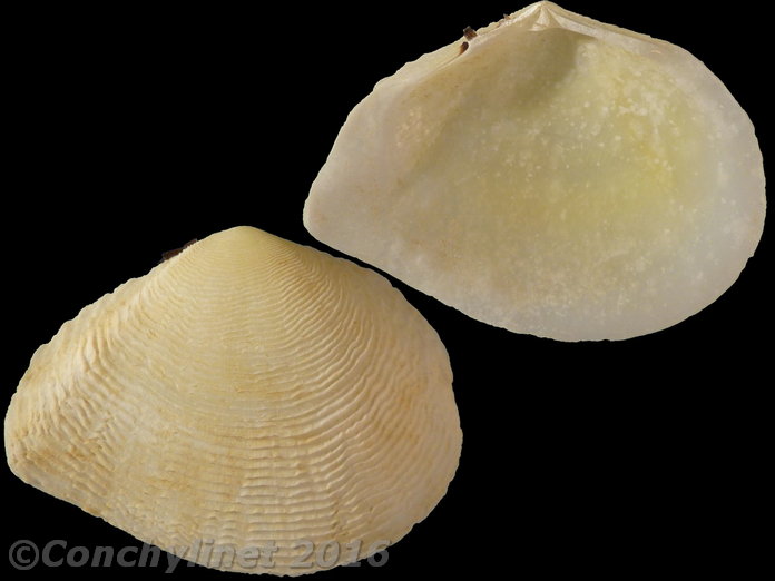 Quidnipagus palatam