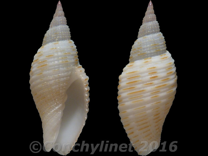 Imbricaria insculpta