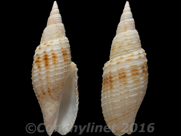 Imbricaria insculpta