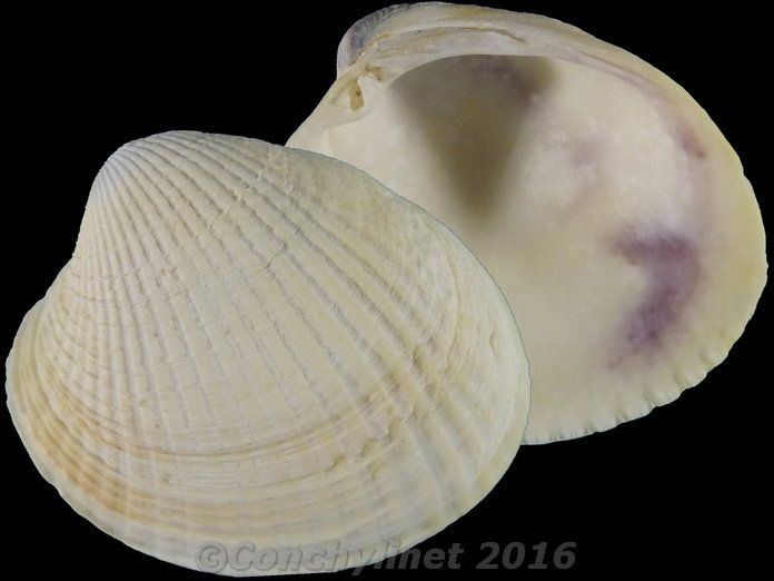 Austrovenus stutchburyi