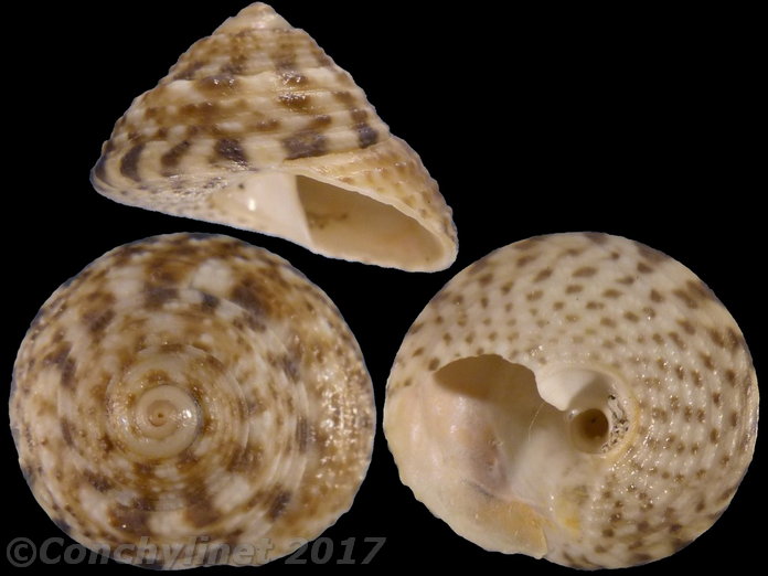Coelotrochus tiaratus