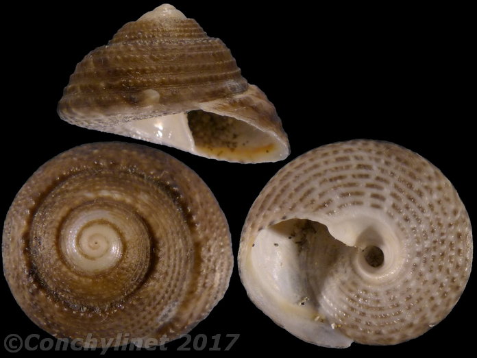 Coelotrochus tiaratus