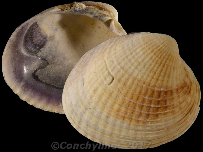 Austrovenus stutchburyi