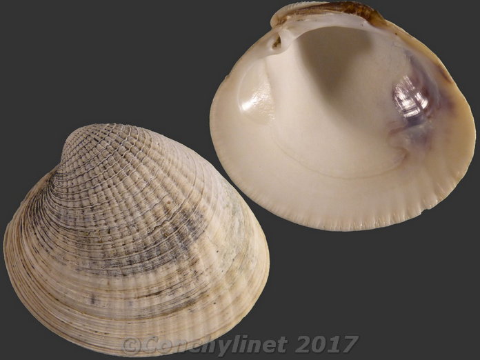 Austrovenus stutchburyi