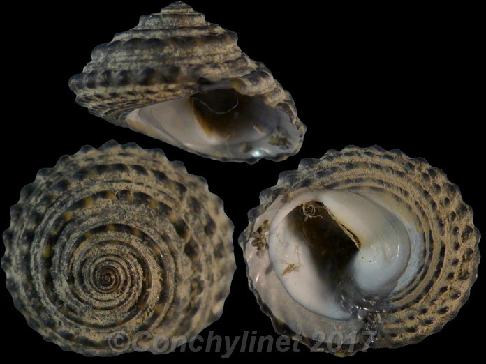 Diloma bicanaliculata