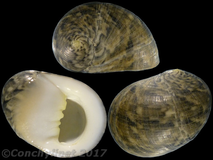 Nerita maxima