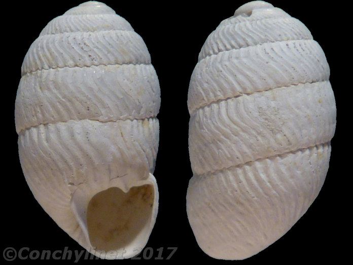 Unidentified species