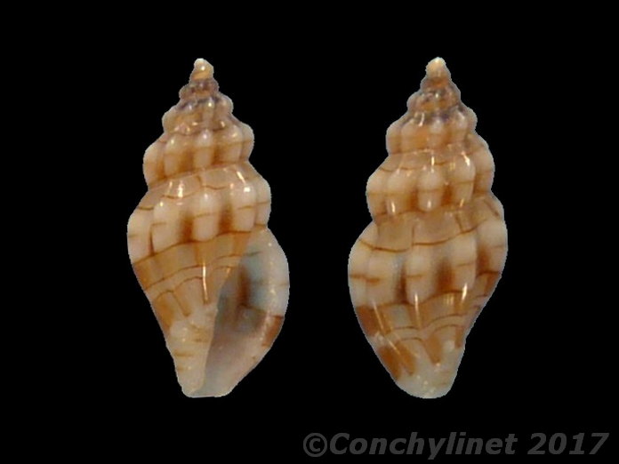 Mangelia taeniata