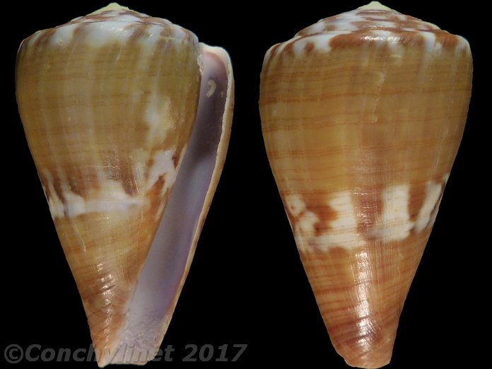 Conus namocanus Conus namocanus