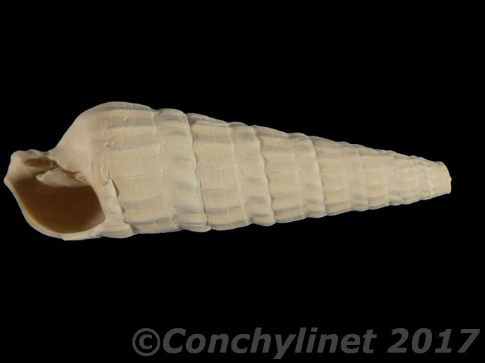 Neoterebra dislocata
