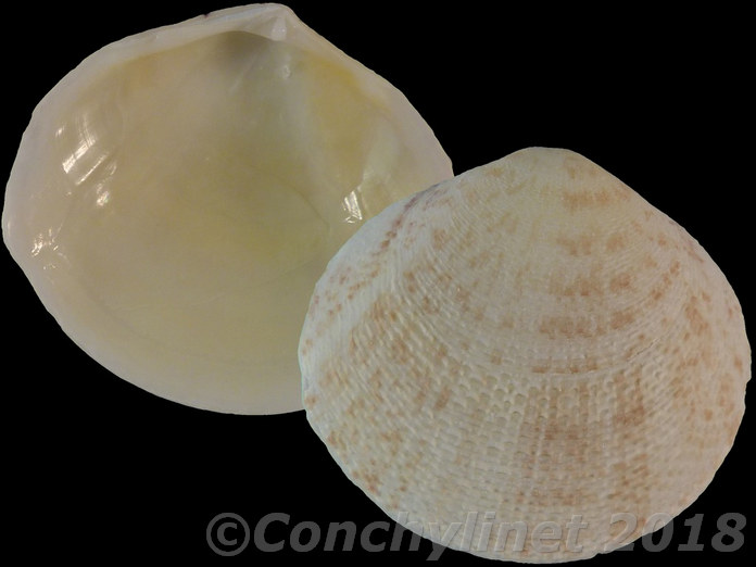 Scutarcopagia scobinata