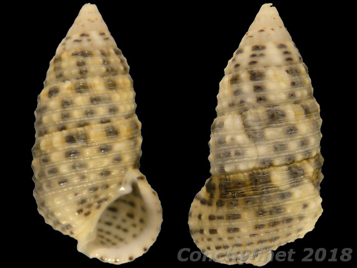 Clypeomorus petrosus