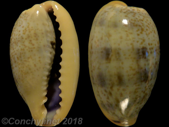 Cypraea errones