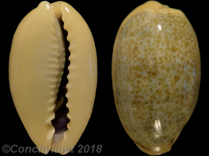 Cypraea errones