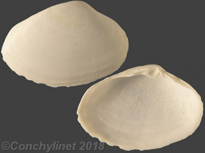 Mactrotoma ovalina