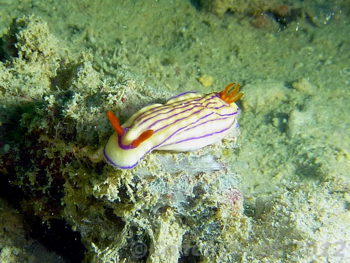 Hypselodoris maridadilus Hypselodoris maridadilus