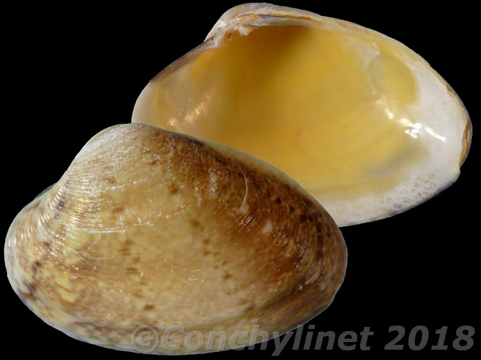 Polititapes aureus