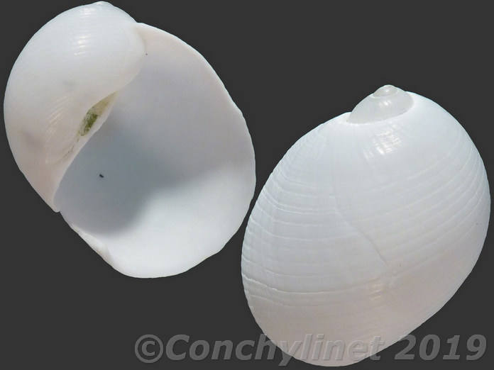 Eunaticina papilla