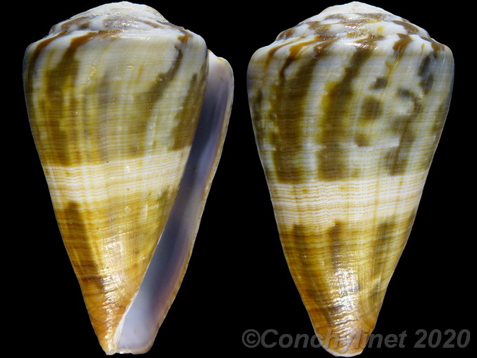 Conus namocanus Conus namocanus