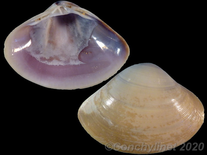 Mactra violacea