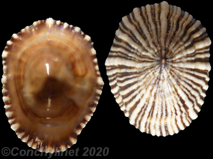 Siphonaria funiculata