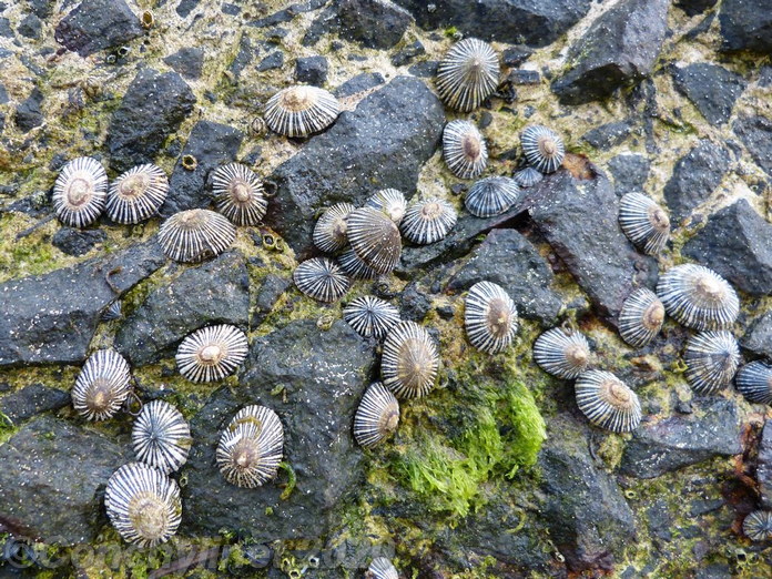 Siphonaria funiculata