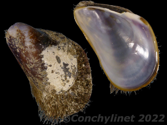 Modiolus capax Modiolus capax