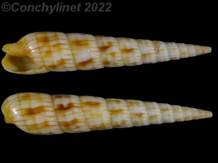 Myurella affinis