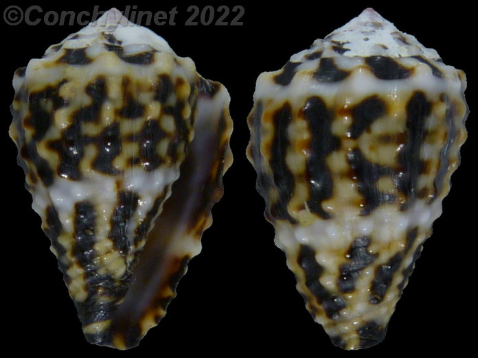 Conus chaldaeus