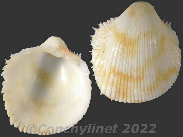 Fragum perornatum