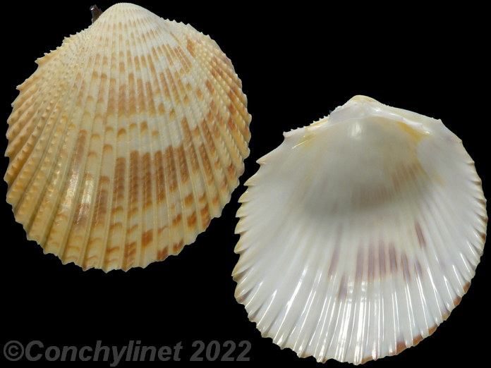 Vasticardium angulatum Vasticardium angulatum